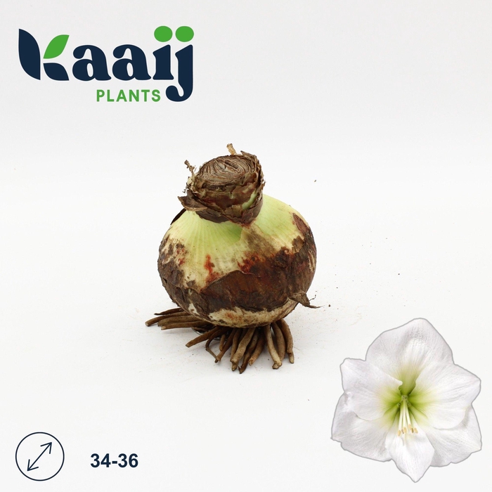<h4>BLOEMBOL HIPPEASTRUM</h4>