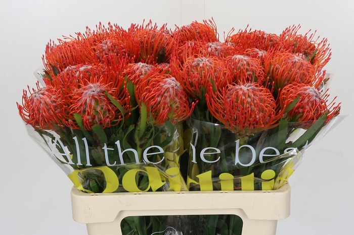 <h4>Nutans Tango</h4>