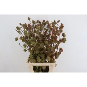 GLYCYRRH YUNNANEN ZOETHOUT 090CM
