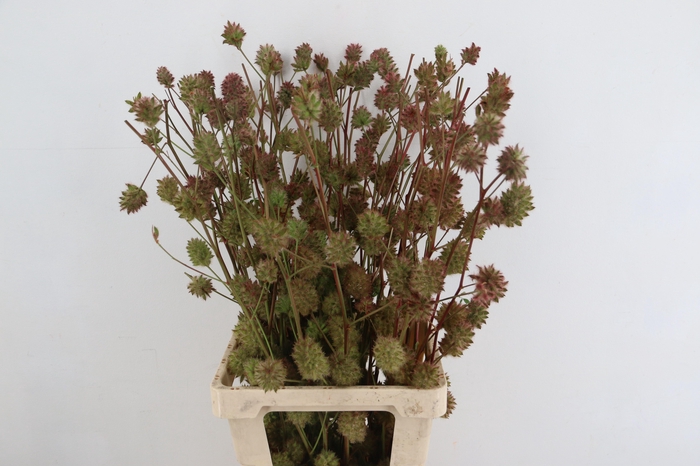 <h4>GLYCYRRH YUNNANEN ZOETHOUT 090CM</h4>