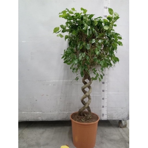 Ficus benja. 'Exotica'