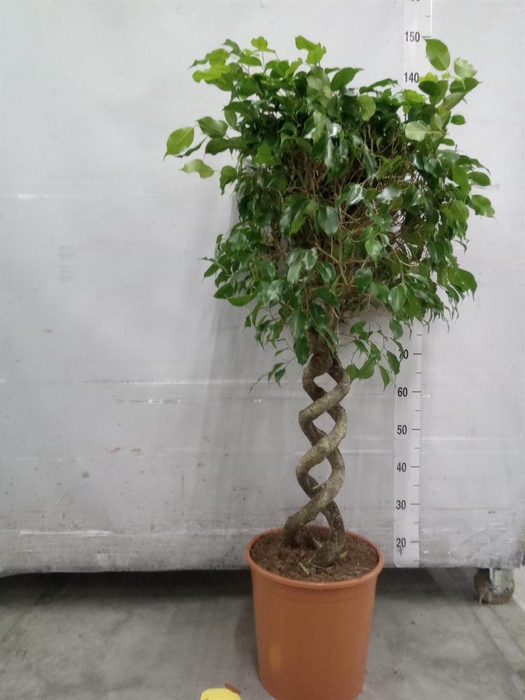 <h4>Ficus benja. 'Exotica'</h4>