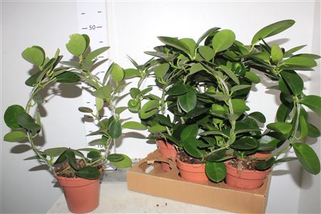 <h4>Hoya Australis Bow</h4>