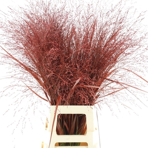 Siergras Klb Red