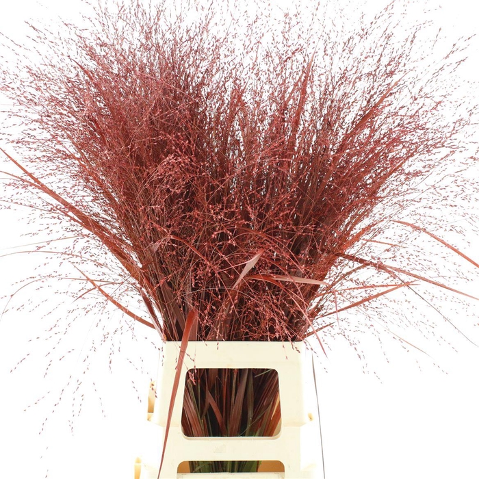 <h4>Siergras Klb Red</h4>