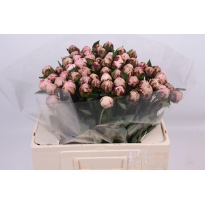 Paeonia Marguerite Gérard | Heavy Quality