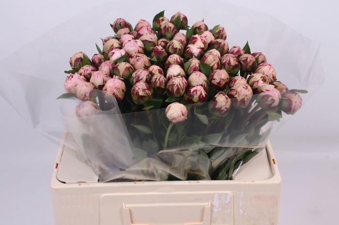 <h4>Paeonia Marguerite Gérard | Heavy Quality</h4>
