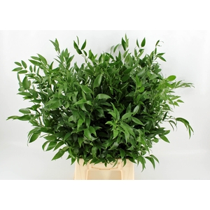 Ruscus mini middel p/bo