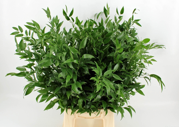 <h4>Ruscus mini middel p/bo</h4>