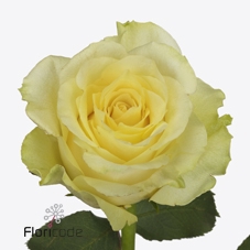 Rosa large minion rose