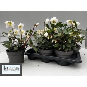 Helleborus niger 17Ø 30cm 8fl