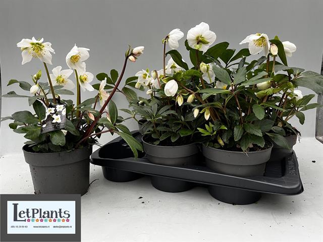 Helleborus niger 17Ø 30cm 8fl