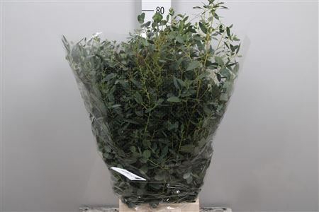 <h4>Euc Gunnii Extra</h4>