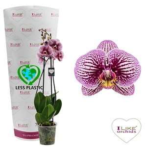 Phalaenopsis Black Stripes- 2 tak 70cm (Less Plastic)