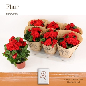 Begonia Rood P14 Dolc'Amore® Kraft