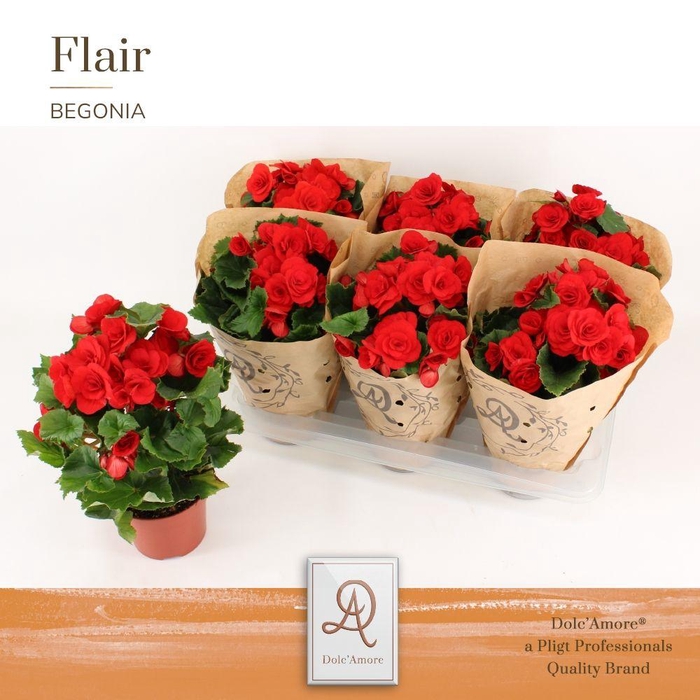 <h4>Begonia Rood P14 Dolc'Amore® Kraft</h4>