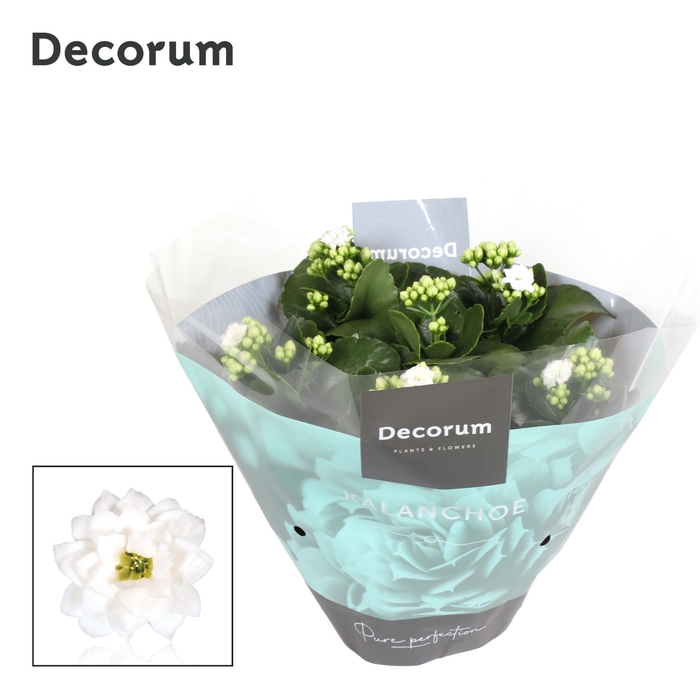 <h4>Kalanchoe Decorum - White</h4>