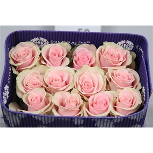 R Gr Absolut In Pink Ec