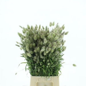 Lagurus Ovatus P Bos