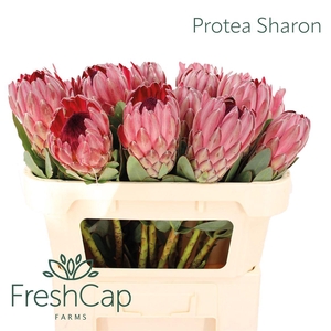 Protea Sharon