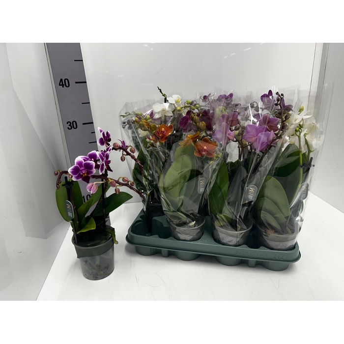 <h4>Phalaenopsis MF mix 9Ø 40cm 2st 16fl</h4>