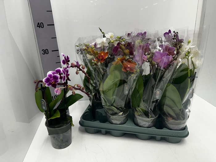 Phalaenopsis MF mix 9Ø 40cm 2st 16fl