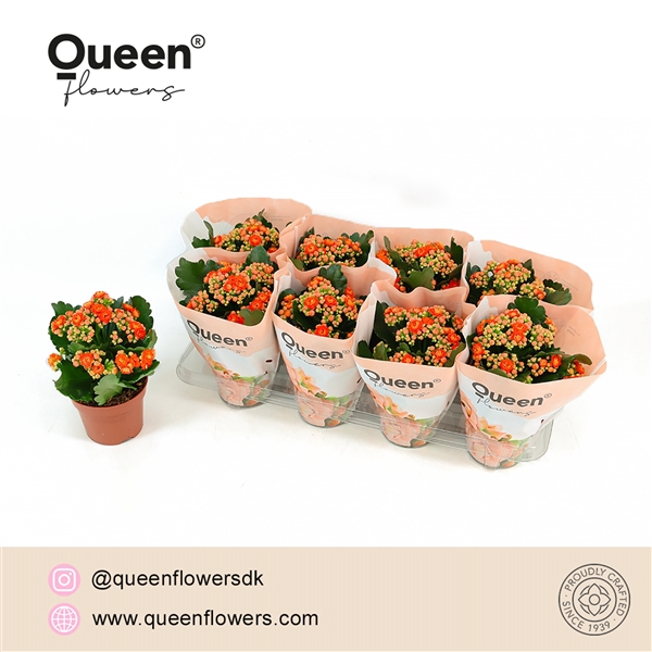 <h4>Kalanchoe Stinna P12 Queen</h4>