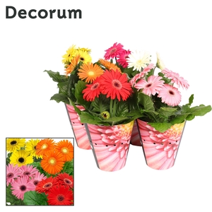 Gerbera 3+ bl. 12cm potcover Decorum