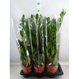 Zamioculcas zamiifolia