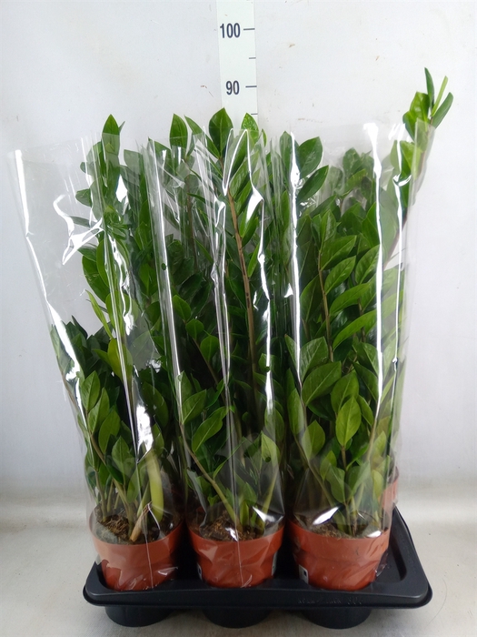 <h4>Zamioculcas zamiifolia</h4>