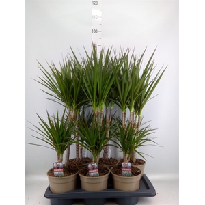 Dracaena marg.
