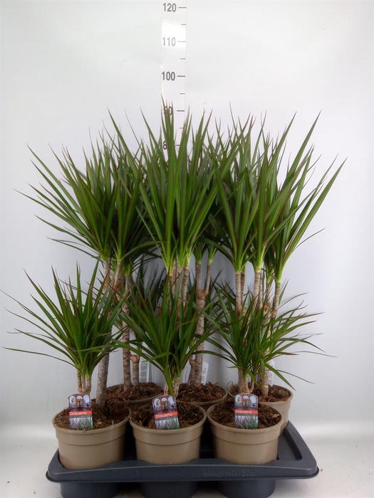 <h4>Dracaena marg.</h4>