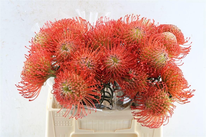 <h4>LEUCO CO SUCCESSION</h4>