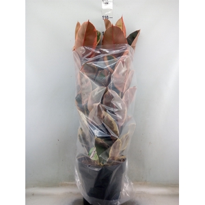 Ficus elastica 'Belize'