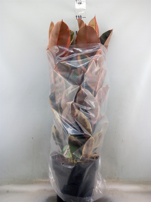 <h4>Ficus elastica 'Belize'</h4>