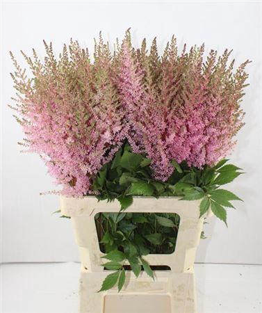 <h4>Astilbe Erika</h4>