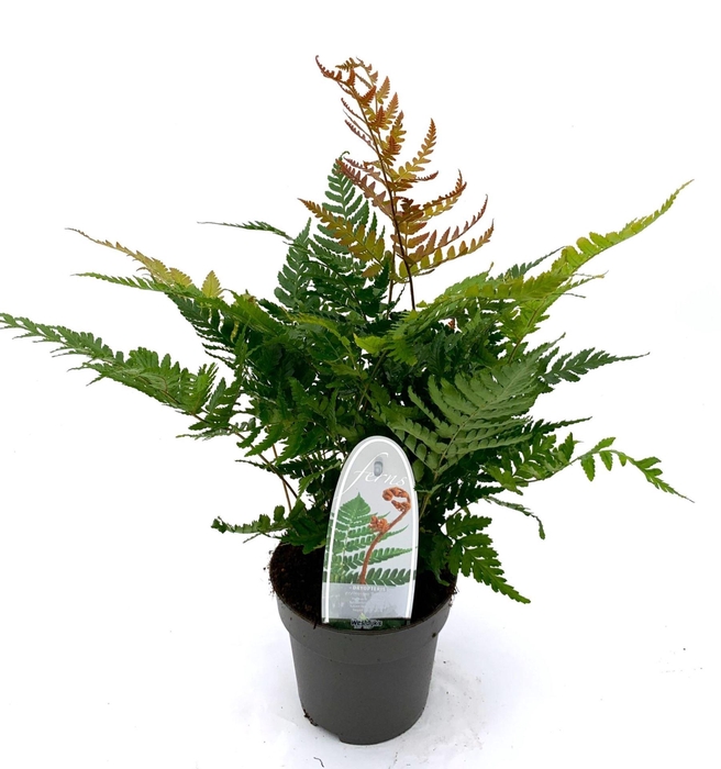 <h4>Dryopteris erythrosora</h4>