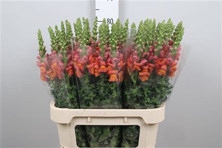 <h4>Antir Avignon D Orange</h4>