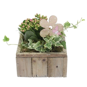 0716 HOUT INDOOR KUBUS