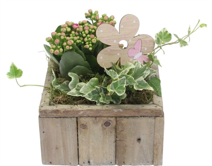 <h4>0716 HOUT INDOOR KUBUS</h4>