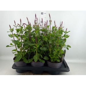 Salvia nemorosa