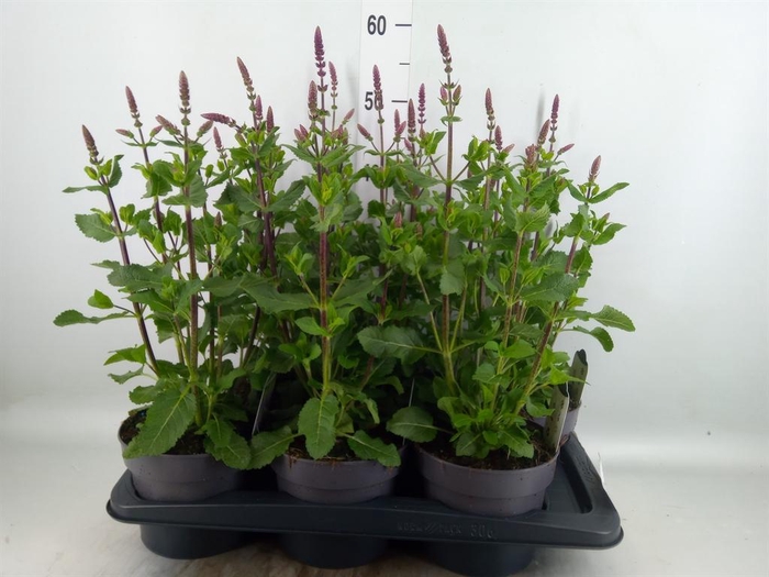 <h4>Salvia nemorosa</h4>