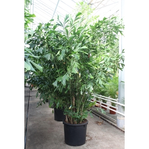Caryota mitis