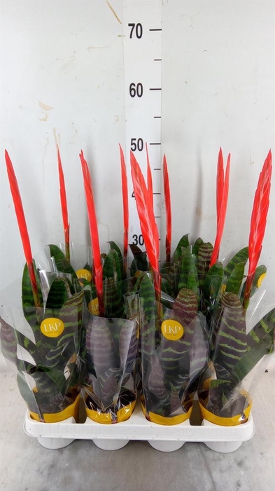 <h4>Vriesea 'Era'</h4>