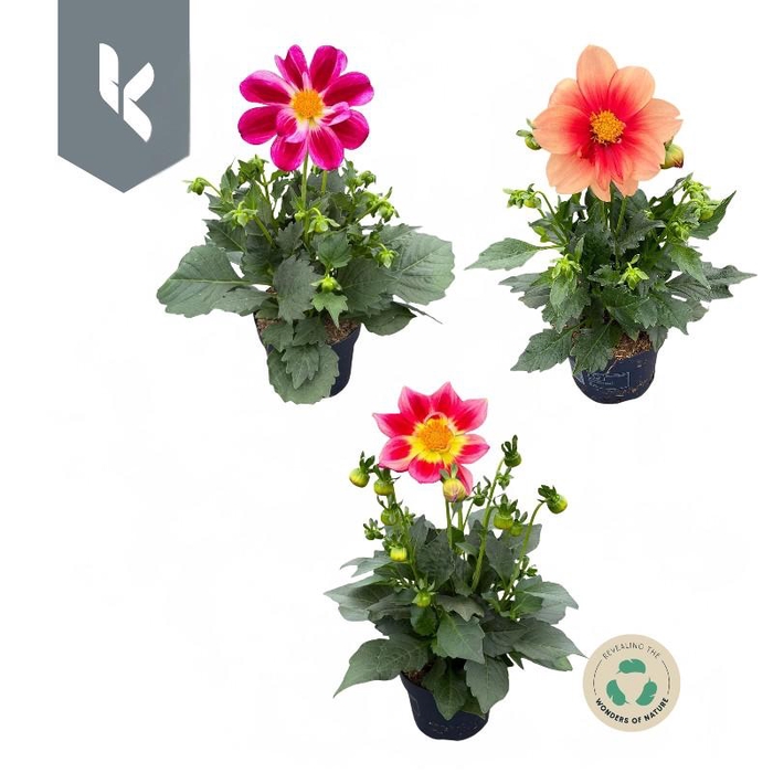 <h4>Dahlia Gemengd Mix per laag</h4>