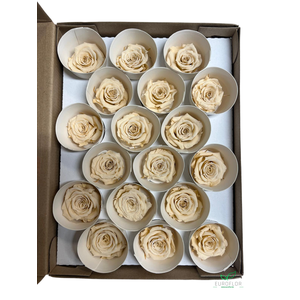 PRESERVED ROSES XS CHA-01
