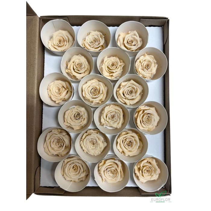 <h4>PRESERVED ROSES XS CHA-01</h4>