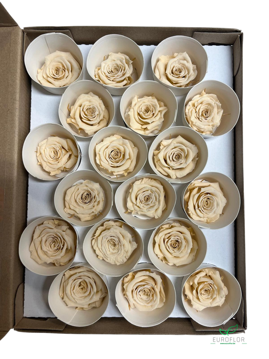 PRESERVED ROSES XS CHA-01