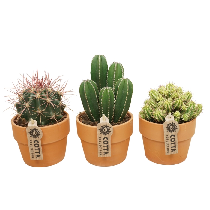 <h4>Cactus</h4>