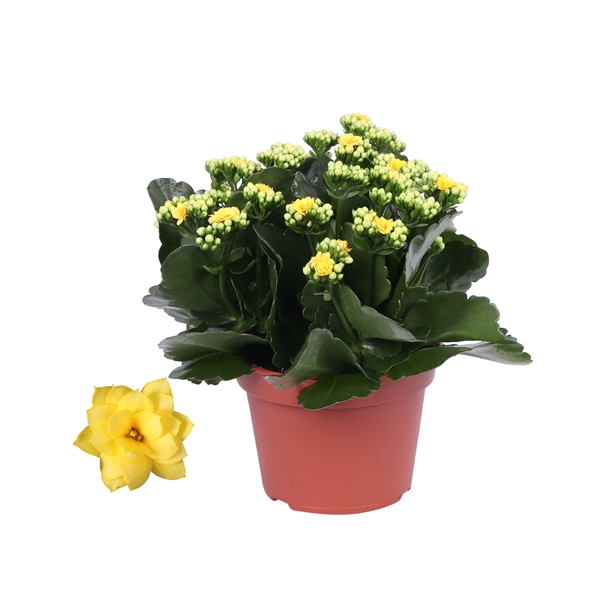 <h4>Kalanchoe Rosalina 15cm Don Amarillo geel, Zonder hoes</h4>